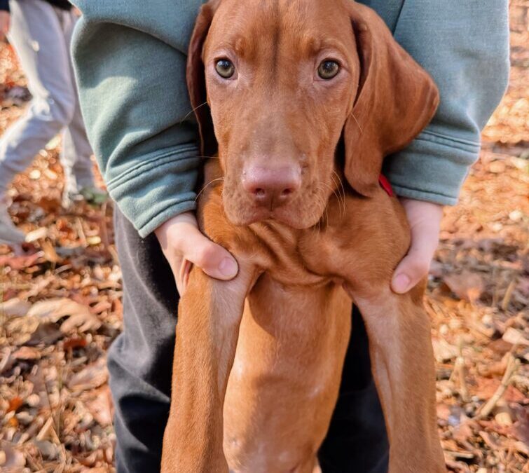 Welcome Comet! – Peanut Butter Fingers